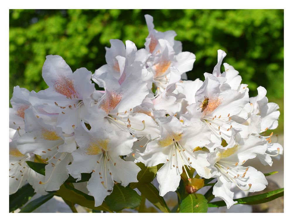 rhododendrons