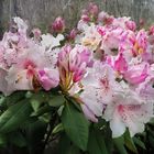 rhododendrons