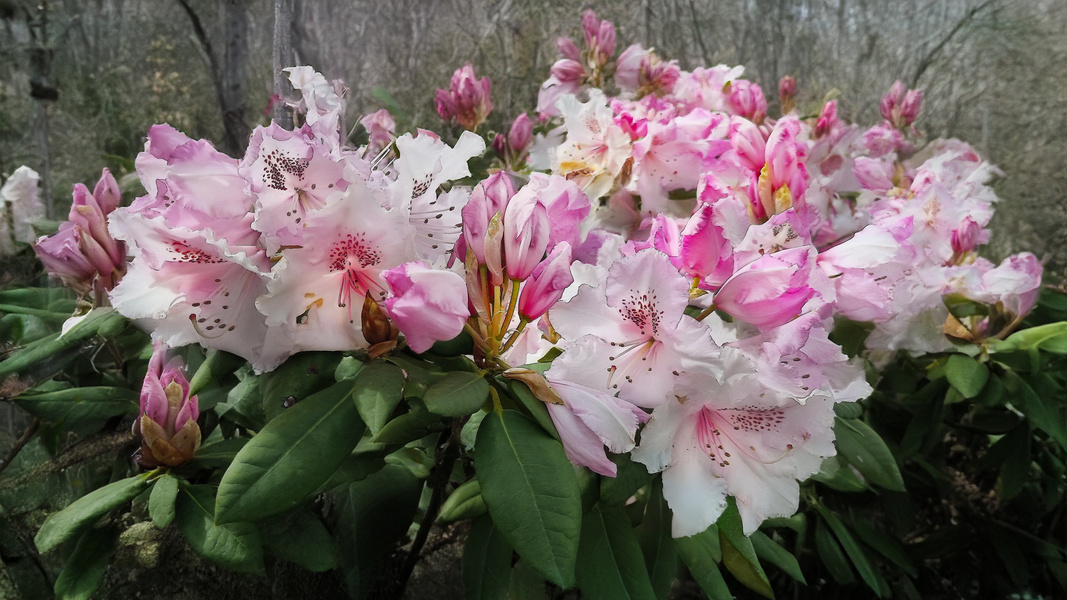 rhododendrons