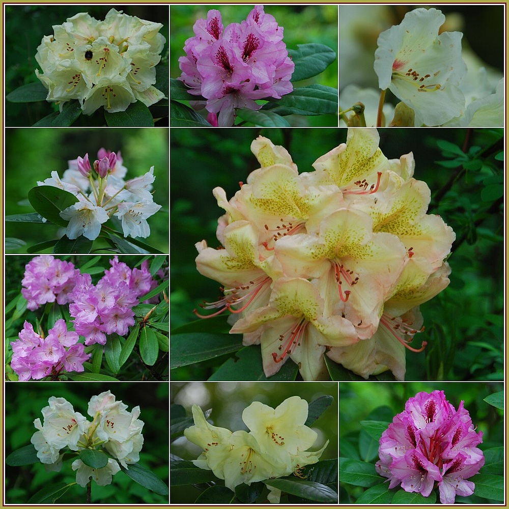 RHODODENDRON´S