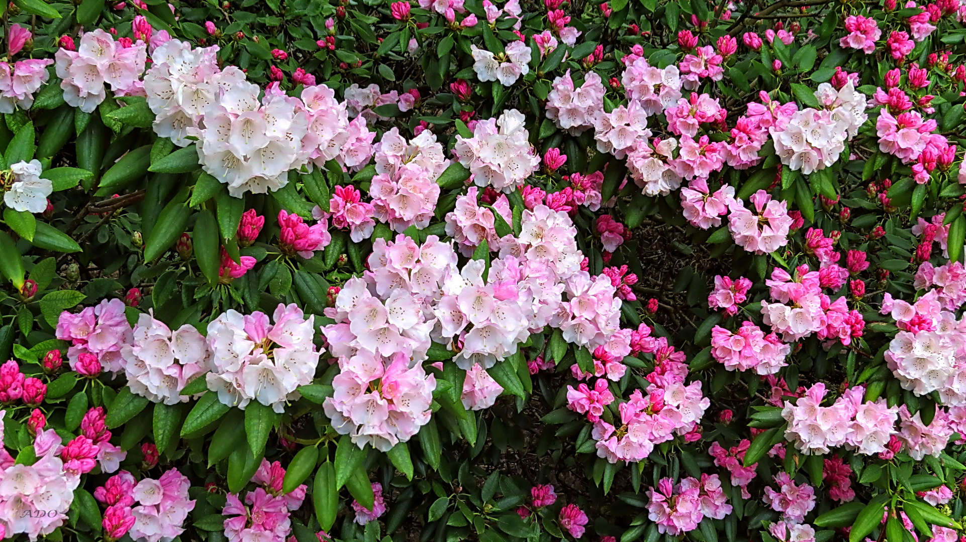 Rhododendrons