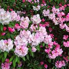 Rhododendrons