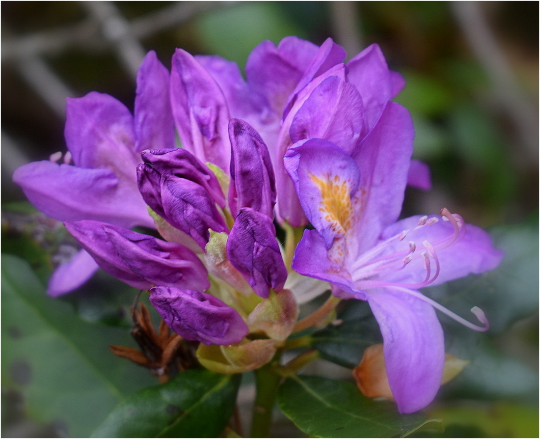 rhododendrons