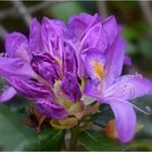 rhododendrons