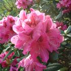 rhododendrons