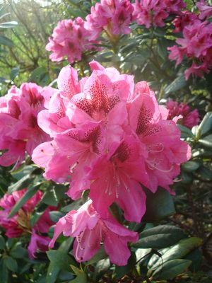 rhododendrons