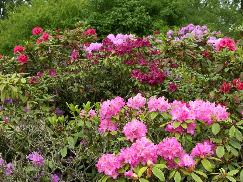 Rhododendrons