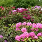 Rhododendrons