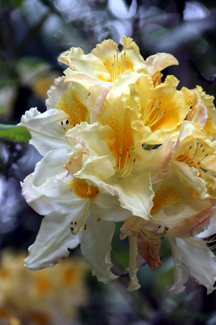 rhododendrons à foison