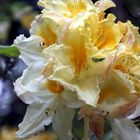 rhododendrons à foison