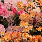 RHODODENDRONS