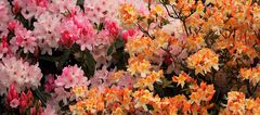 RHODODENDRONS