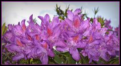 rhododendrons