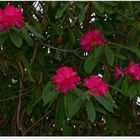 " Rhododendrons en folie le 24 janvier "