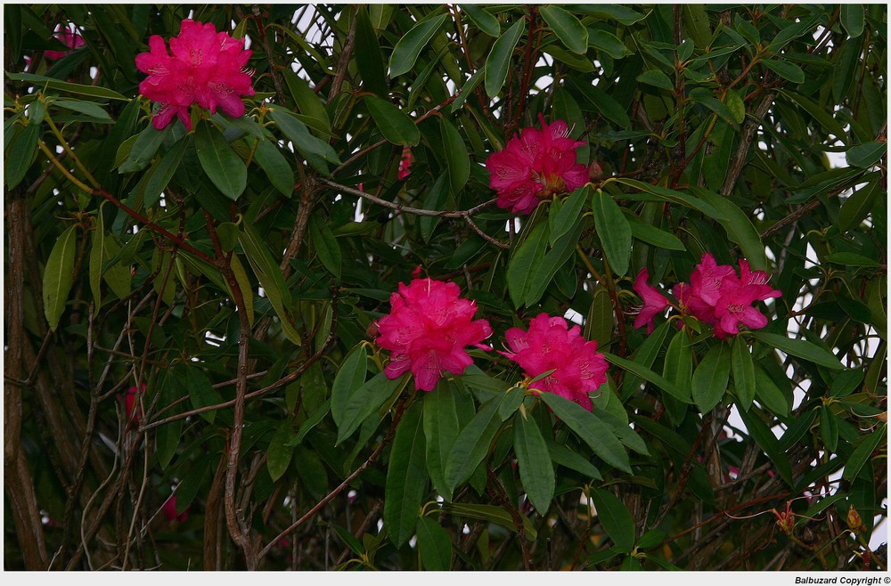 " Rhododendrons en folie le 24 janvier "