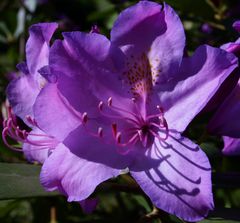 rhododendrons mauves