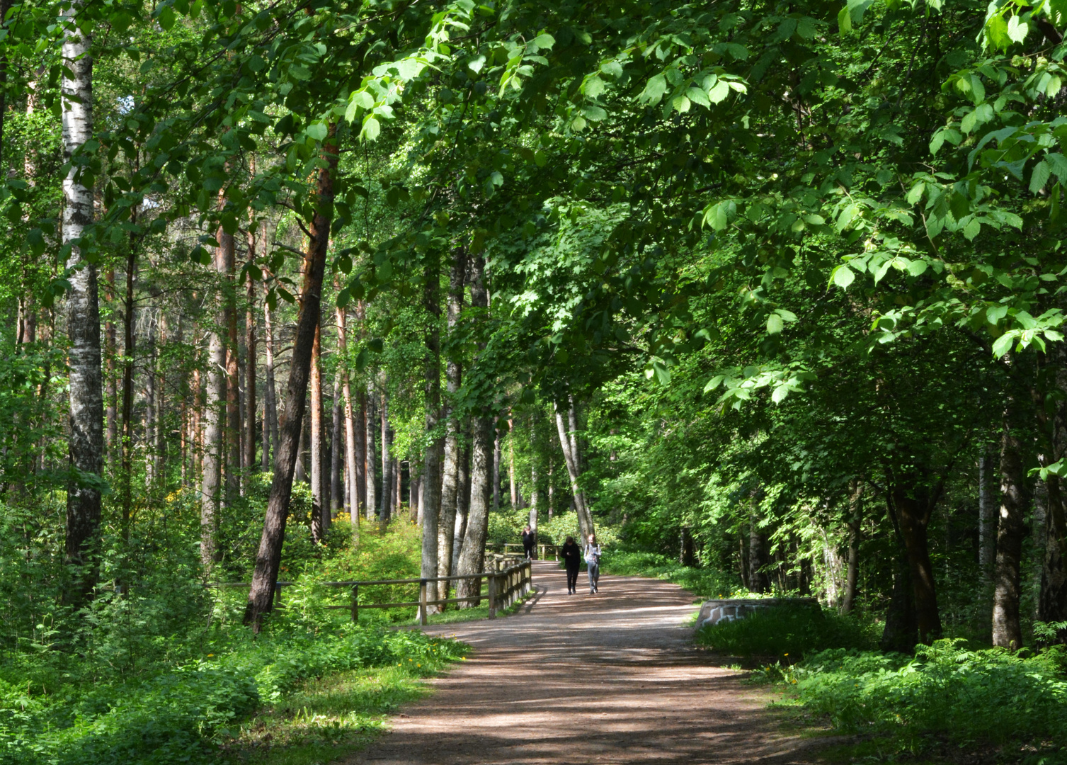 Rhododendrons park near my home on Haaga