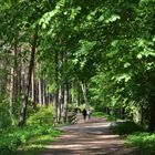 Rhododendrons park near my home on Haaga