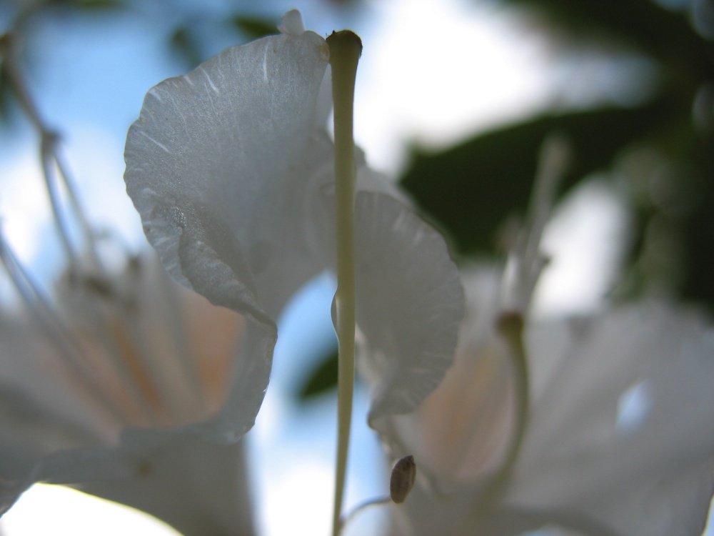 Rhododendrons Verlockung