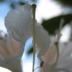 Rhododendrons Verlockung