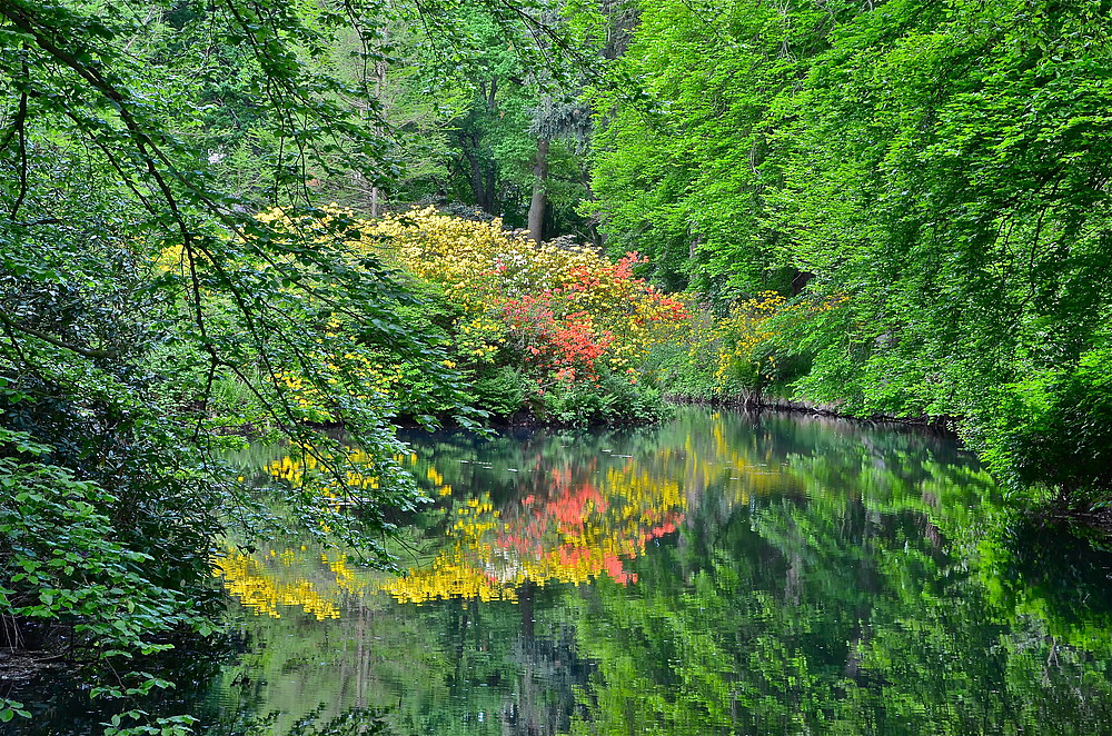 Rhododendronspiegelungen