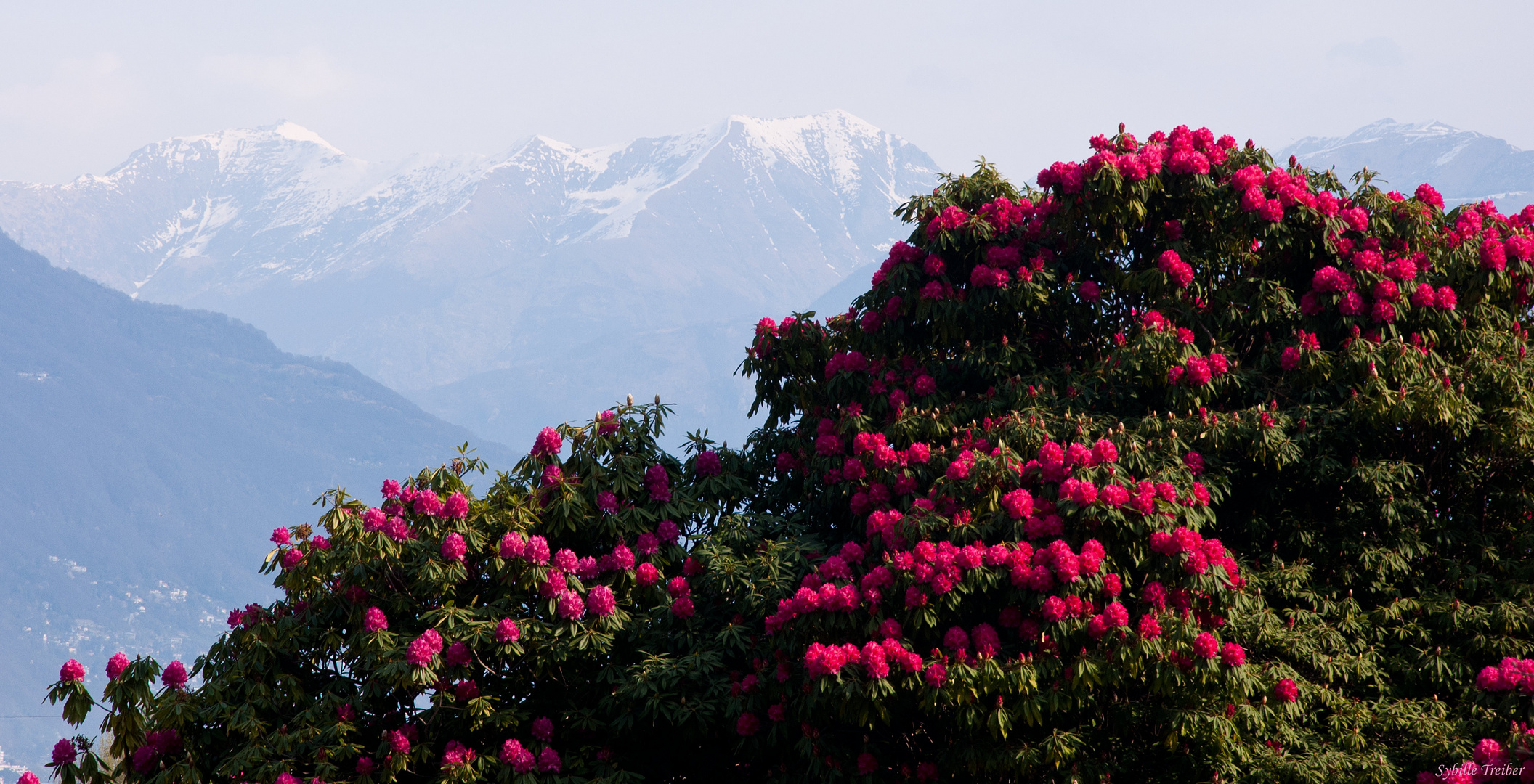 Rhododendronträume