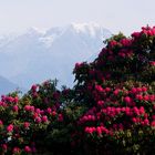 Rhododendronträume