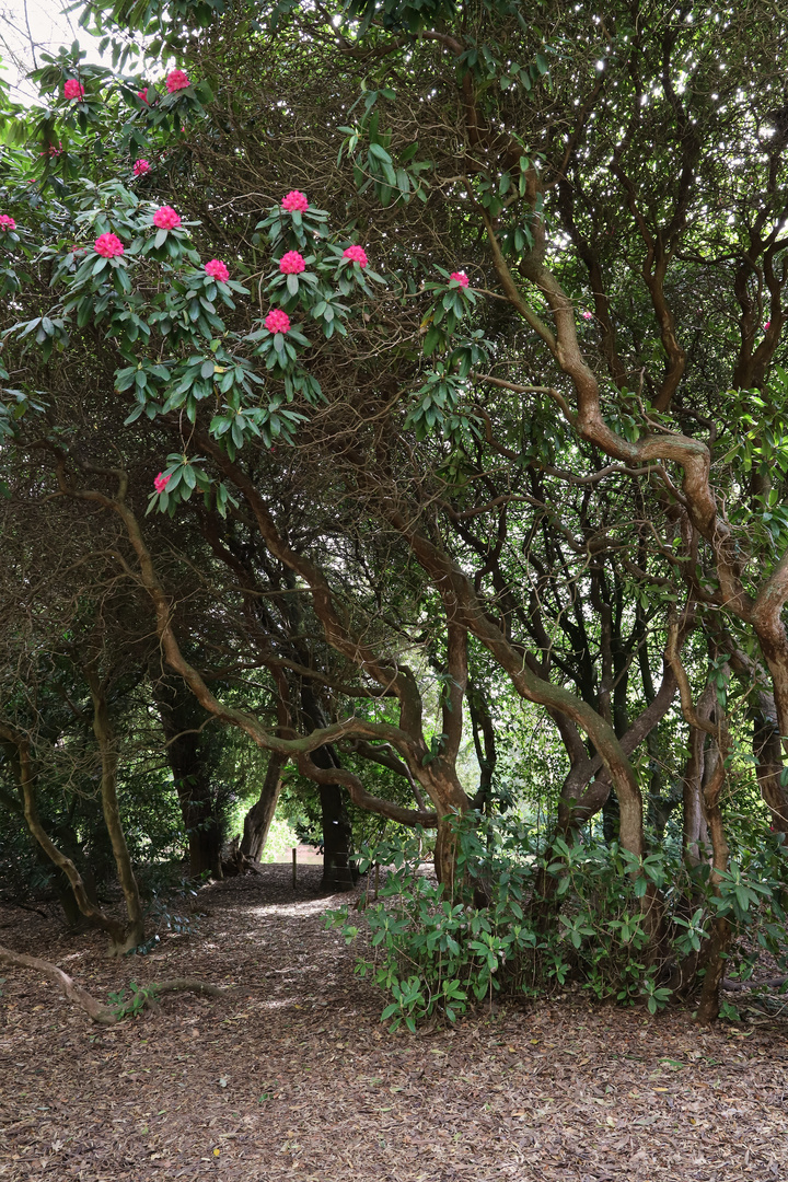 Rhododendronwald (2019_05_02_EOS 6D Mark II_1966_ji)