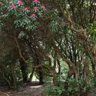 Rhododendronwald (2019_05_02_EOS 6D Mark II_1966_ji)