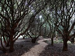 Rhododendronwald