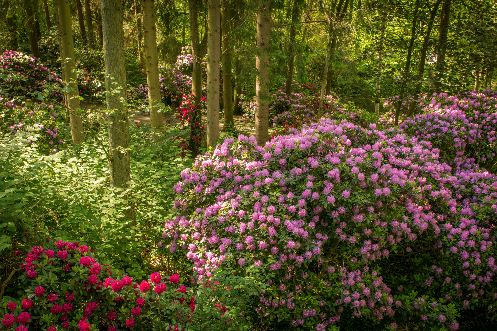 Rhododendronwald I - Vogelpark Walsrode