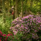 Rhododendronwald I - Vogelpark Walsrode