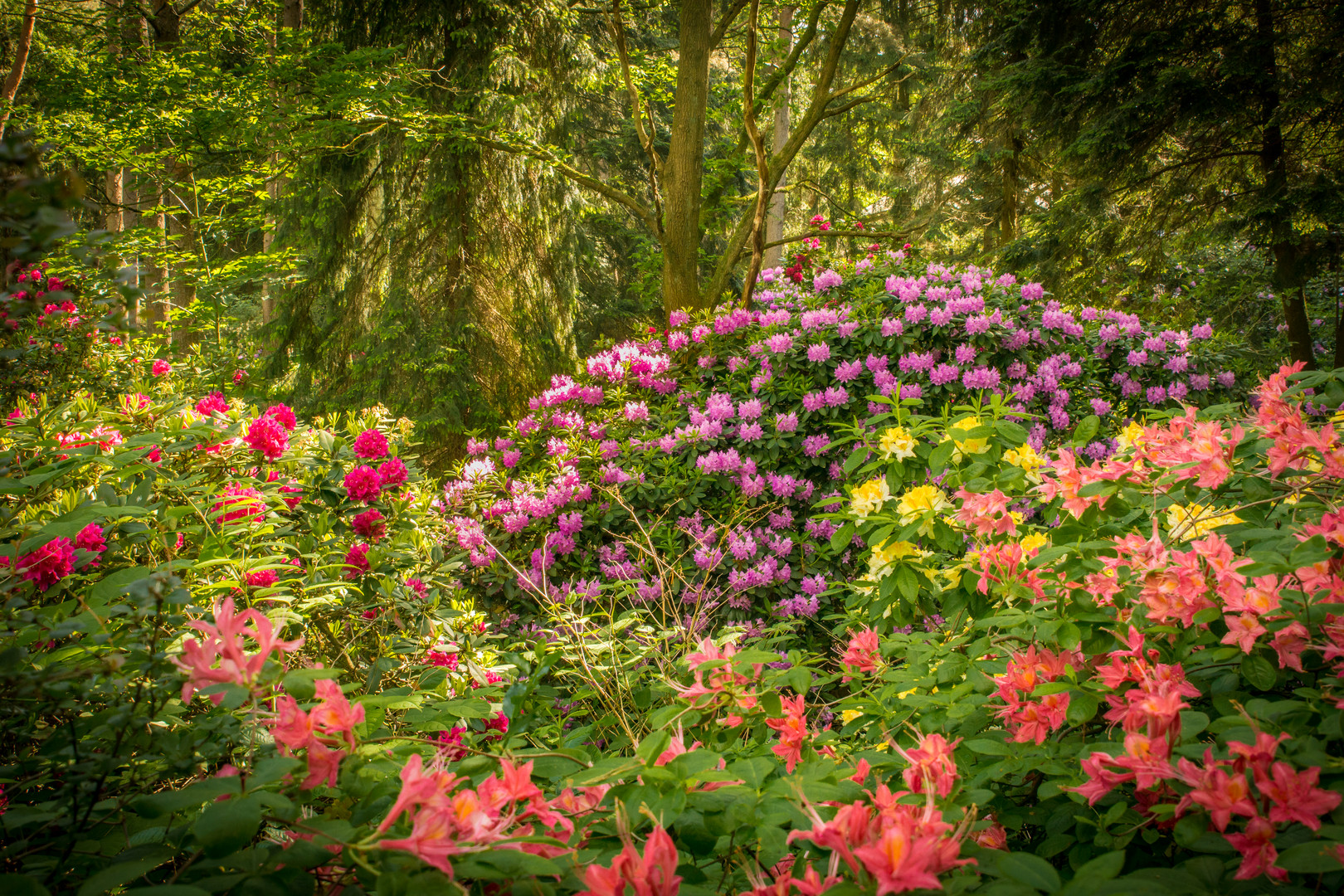 Rhododendronwald II - Vogelpark Walsrode