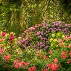 Rhododendronwald II - Vogelpark Walsrode