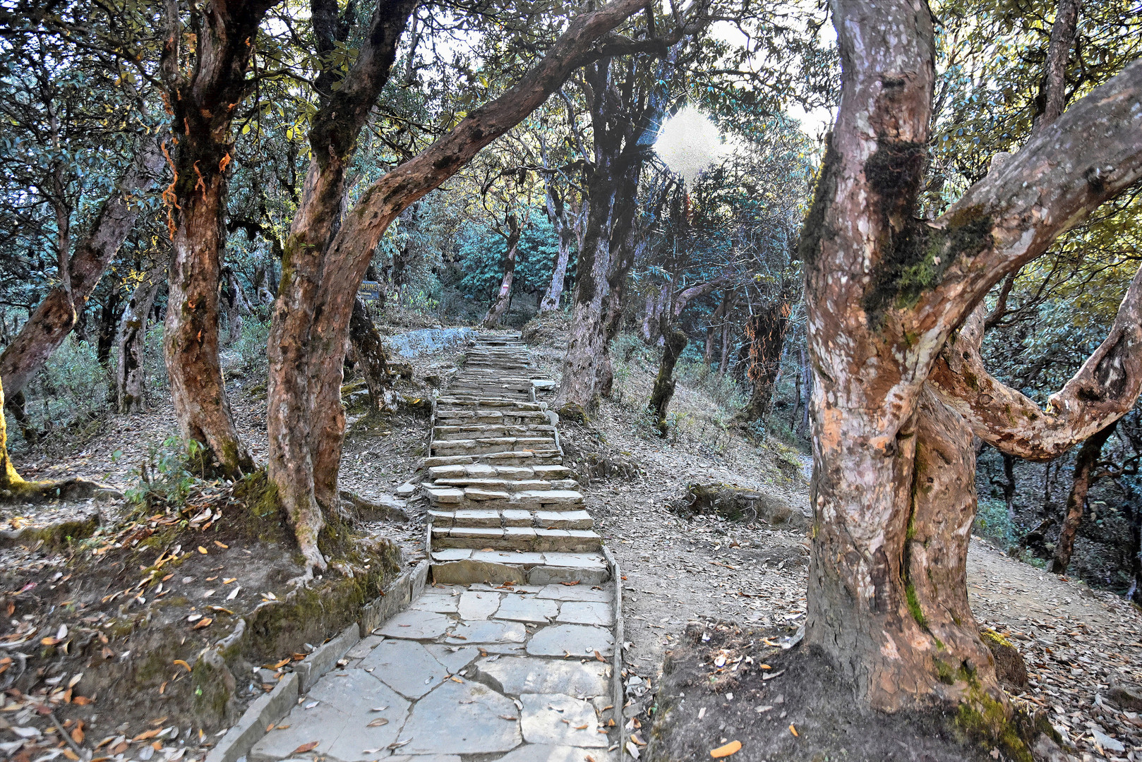 Rhododendronwald in Nepal 02