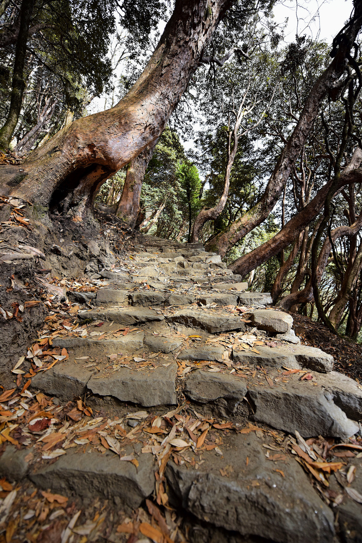 Rhododendronwald in Nepal 03