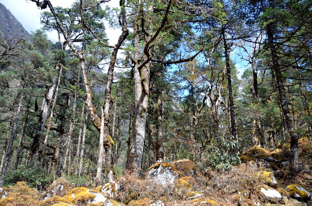 Rhododendronwald südlich von Bhimtang