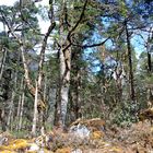 Rhododendronwald südlich von Bhimtang
