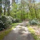 Rhododendronweg