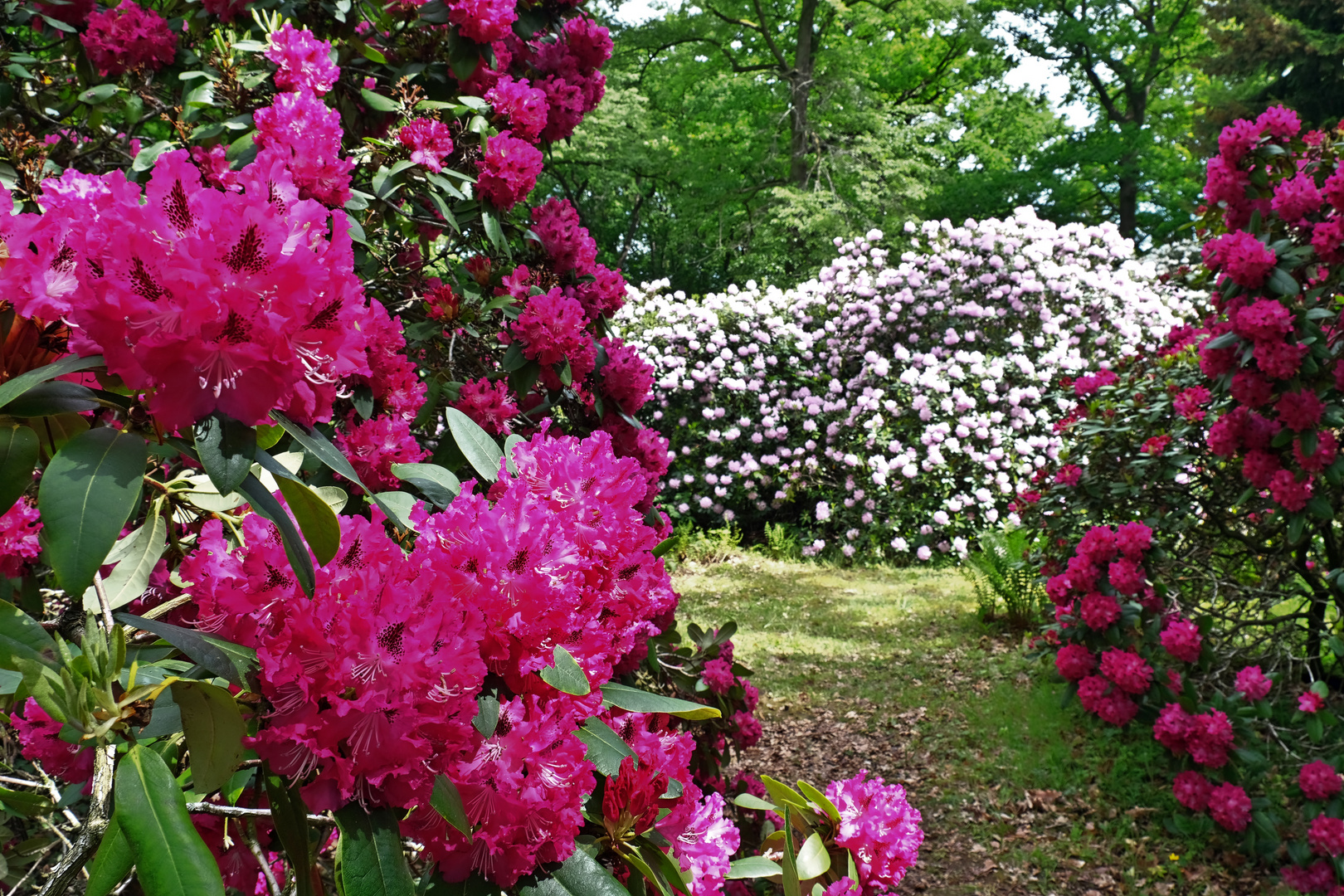 Rhododendronzauber Heilanstalt Tannefeld 