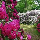 Rhododendronzauber Heilanstalt Tannefeld 