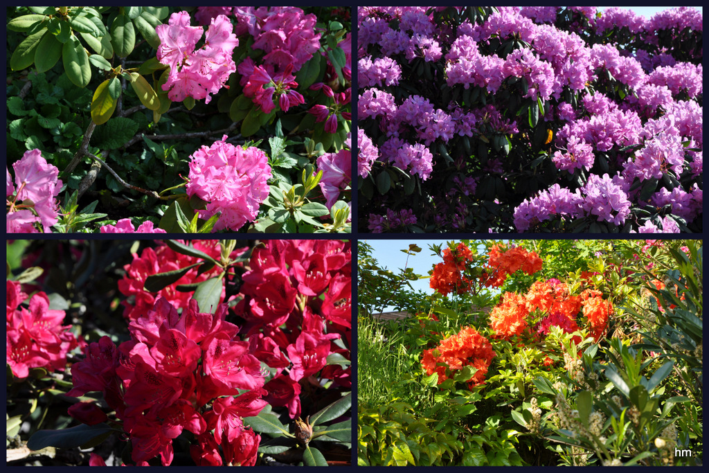 Rhododendronzauber in Idyllistan