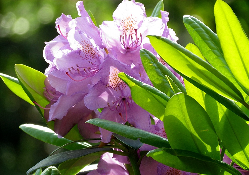 Rhododendronzeit