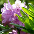 Rhododendronzeit