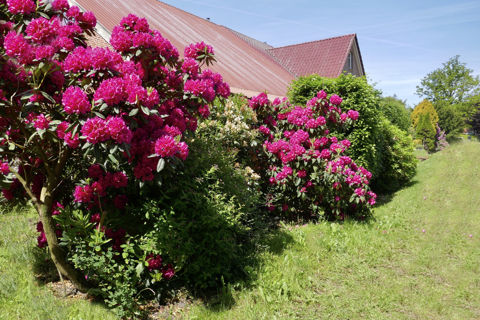 Rhododendronzeit