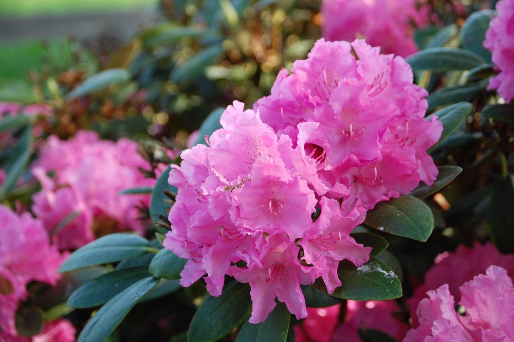 Rhododendronzeit