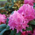 Rhododendronzeit