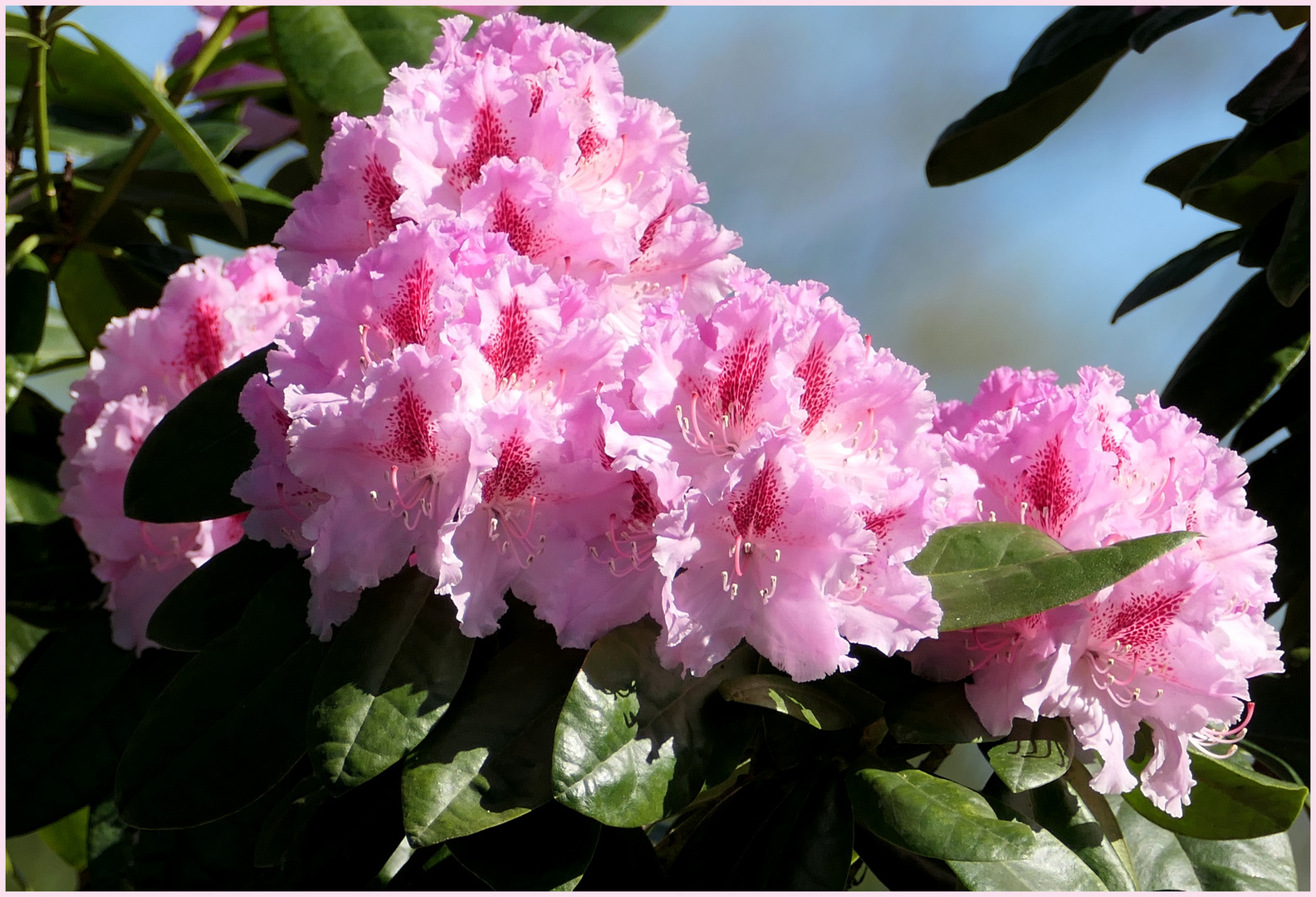 Rhododendronzeit