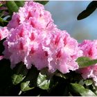 Rhododendronzeit
