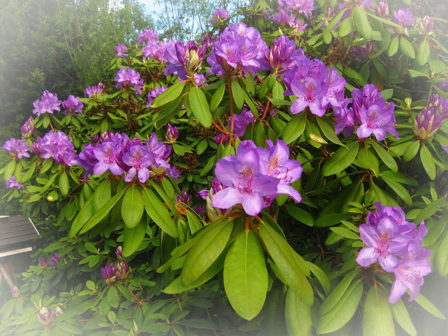 Rhododendronzeit